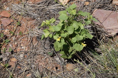 Goodenia grandiflora