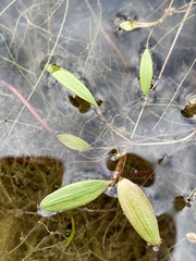 Potamogeton diversifolius