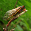 Periodical Cicadas - Photo (c) Katja Schulz, some rights reserved (CC BY)