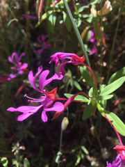 Clarkia concinna