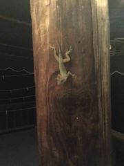 Anolis cristatellus wileyae