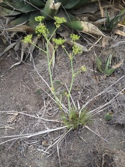 Arracacia tolucensis multifida