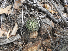 Mammillaria decipiens