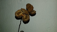 Cupania