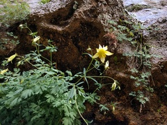 Aquilegia chrysantha