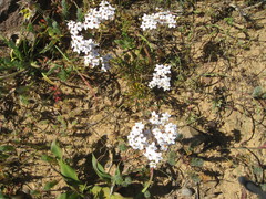 Pharnaceum aurantium