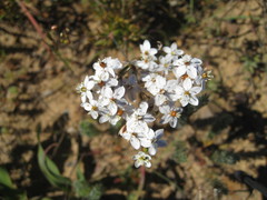 Pharnaceum aurantium