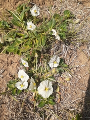 Lycianthes peduncularis