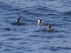 Synthliboramphus scrippsi