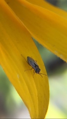 Geocoris pallens