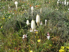 Bulbinella eburniflora