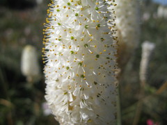 Bulbinella eburniflora