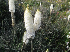 Bulbinella eburniflora