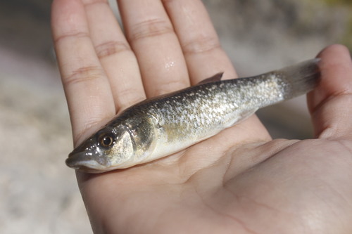 Giant killifish (Fundulus grandissimus) — Fundulidae — 2
