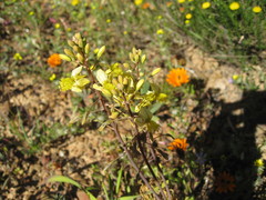 Bulbine torta