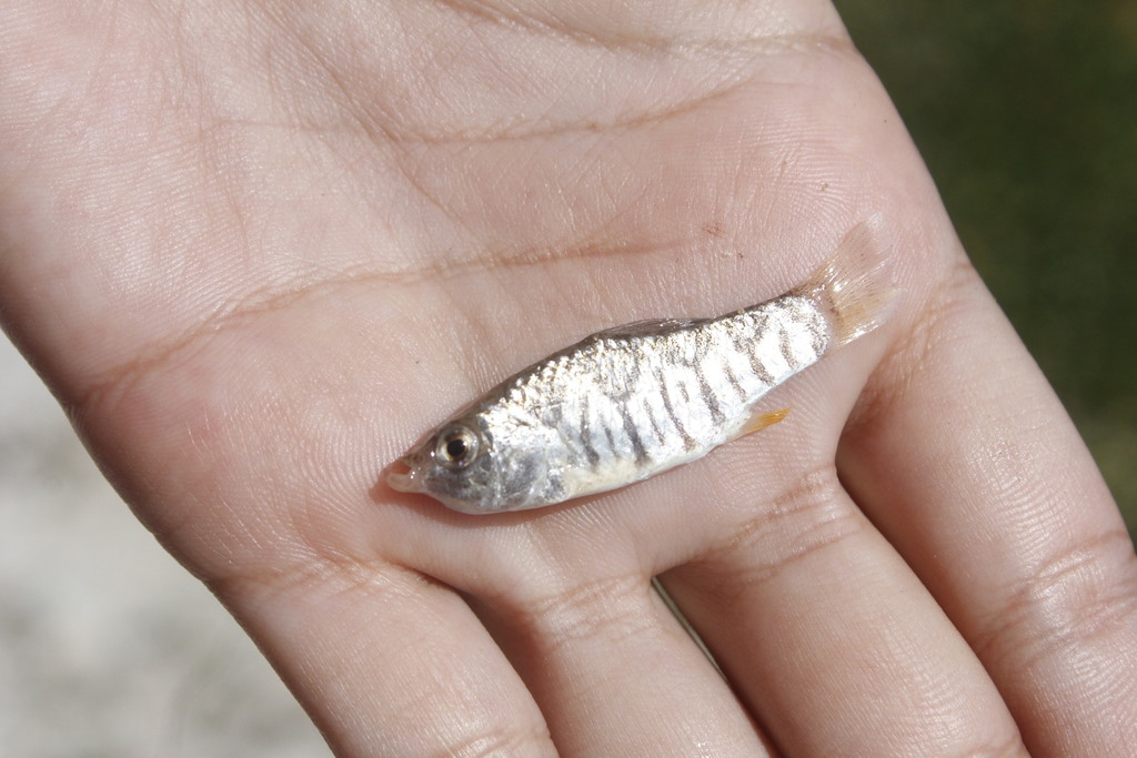 Ocellated Killifish