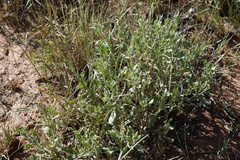 Scaevola ovalifolia