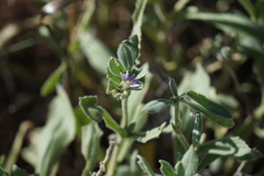 Scaevola ovalifolia