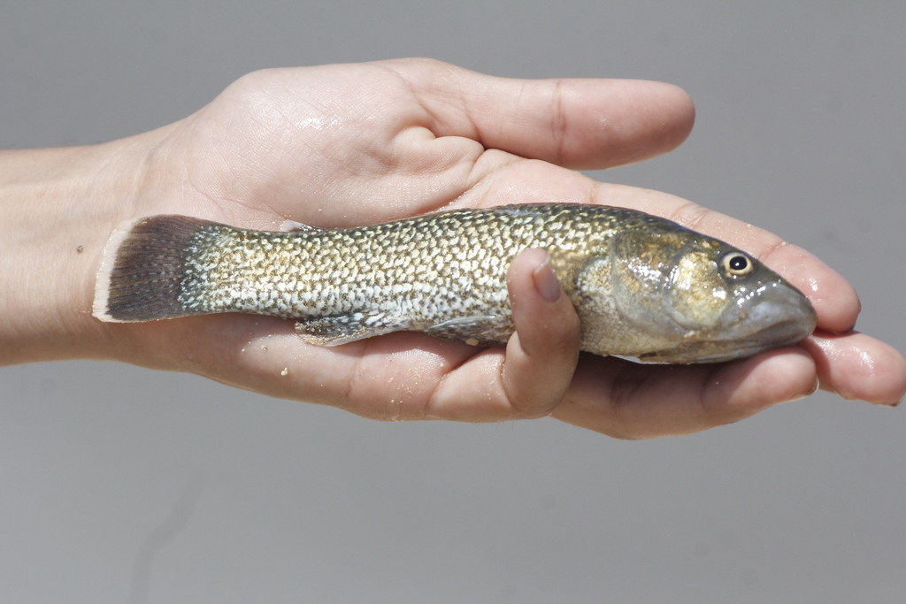 Giant killifish (Fundulus grandissimus) — Fundulidae