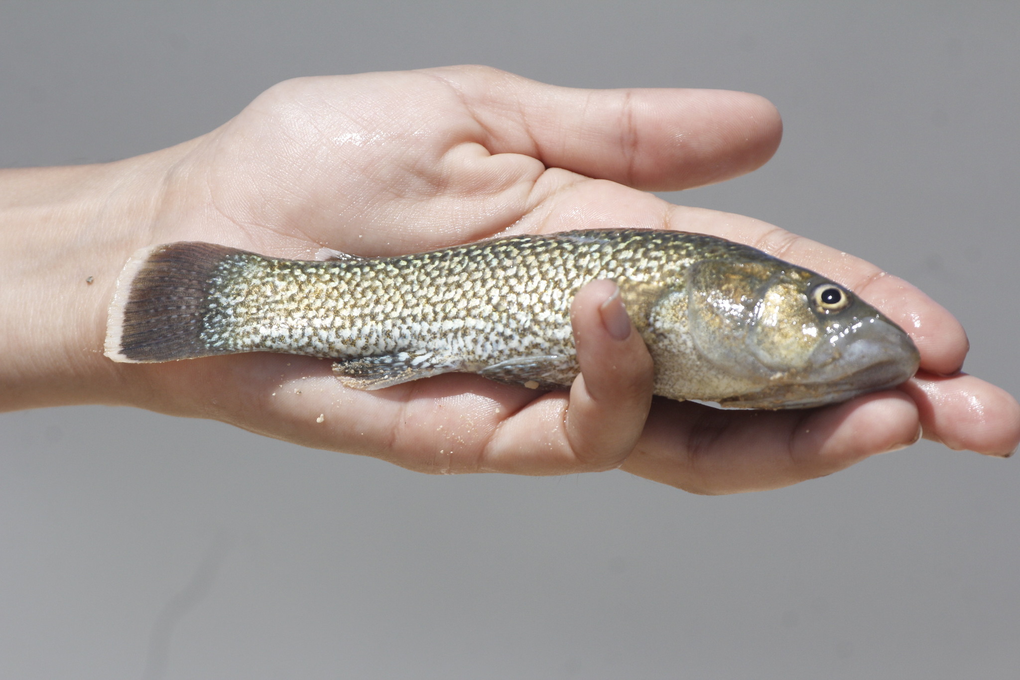 Fundulus grandissimus
