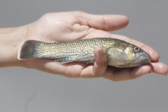 Giant Killifish photo 2