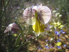 Gladiolus watermeyeri