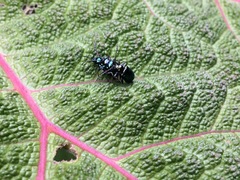 Alticina