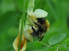 Bombus consobrinus