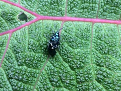 Alticina