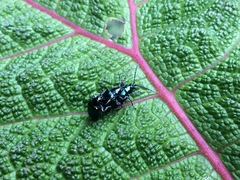 Alticina