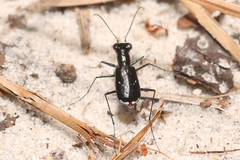 Cicindela abdominalis