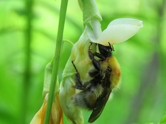 Bombus consobrinus