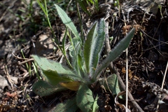 Pilosella horrida