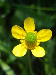 Ranunculus alismifolius alismifolius