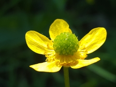 Ranunculus alismifolius alismifolius