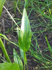 Ranunculus alismifolius alismifolius