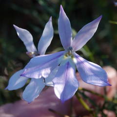 Lithotoma anethifolia