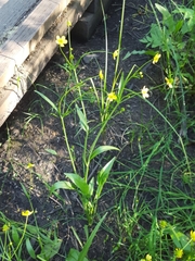 Ranunculus alismifolius alismifolius