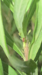 Uroleucon erigeronense