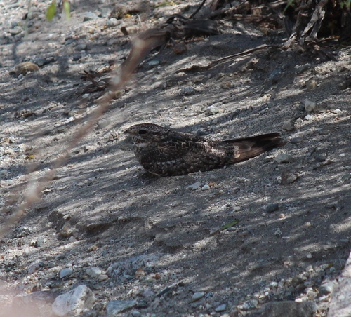 iNaturalist observation photo of Lesser Nighthawk