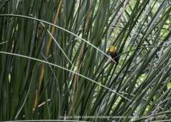 Chrysomus icterocephalus bogotensis