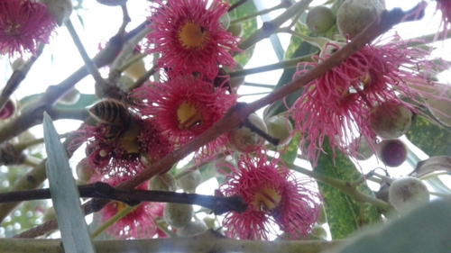 White ironbark (Eucalyptus leucoxylon)