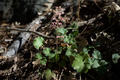 Heuchera parishii