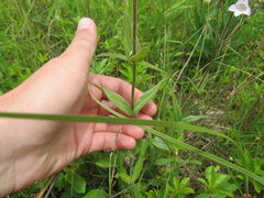 Penstemon laevigatus