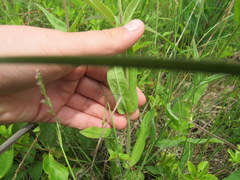 Penstemon laevigatus