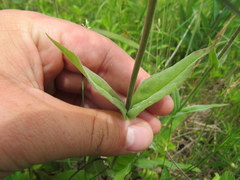 Penstemon laevigatus