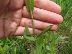 Penstemon laevigatus