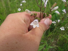 Penstemon laevigatus