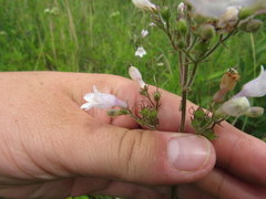 Penstemon laevigatus