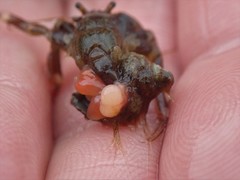 Peltogaster